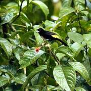 Lemon-rumped Tanager