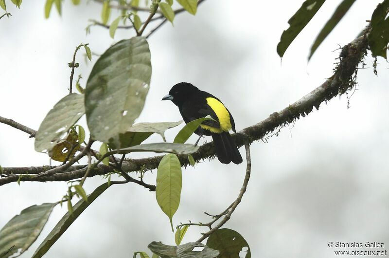 Lemon-rumped Tanager male adult