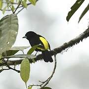 Lemon-rumped Tanager