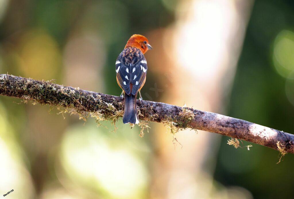 Flame-colored Tanager male adult breeding