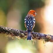 Flame-colored Tanager