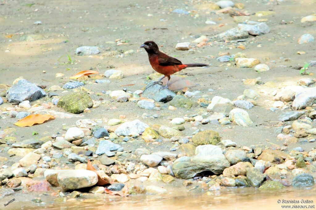 Crimson-backed Tanager female