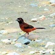 Crimson-backed Tanager