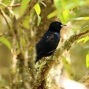 White-lined Tanager