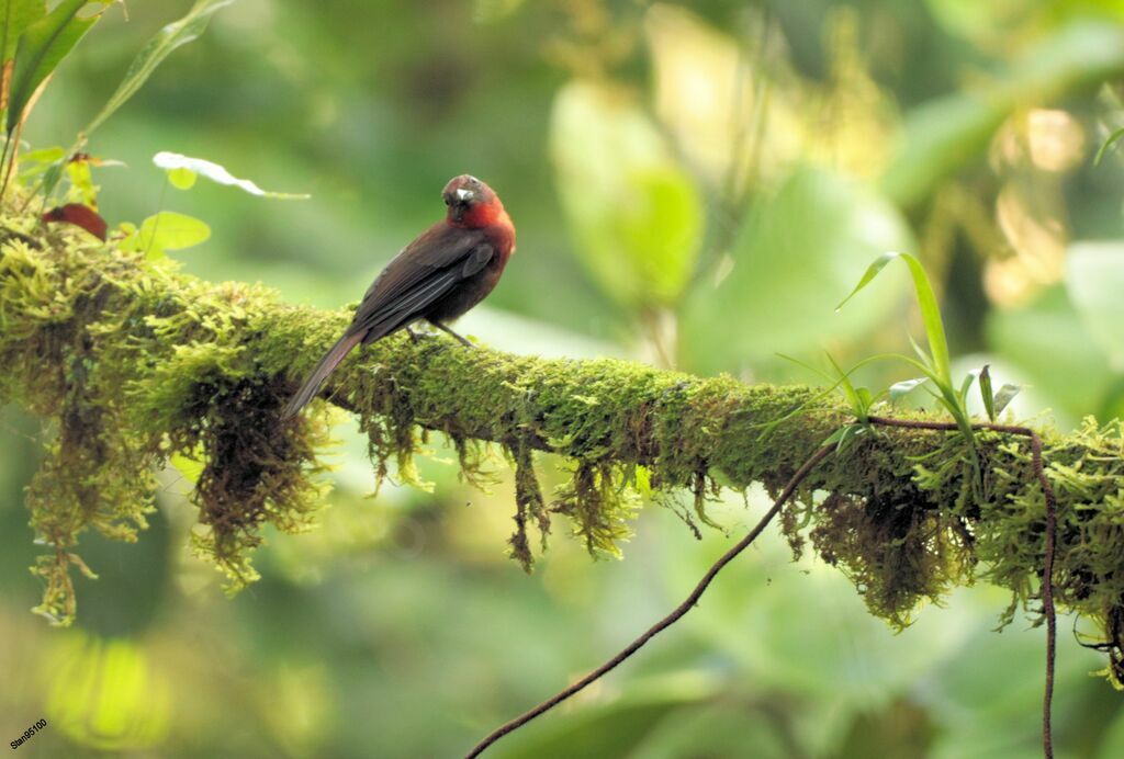 Red-throated Ant Tanager male adult