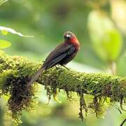 Red-throated Ant Tanager