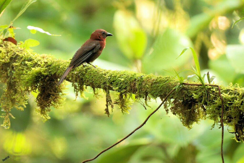 Red-throated Ant Tanager male adult