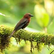 Red-throated Ant Tanager