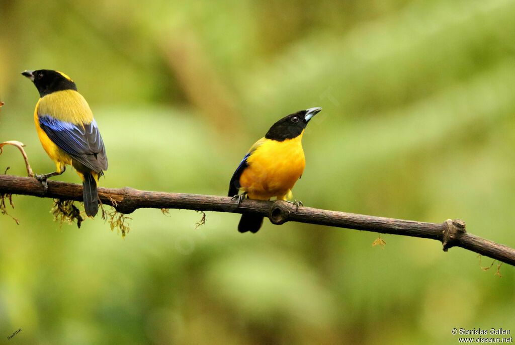 Black-chinned Mountain Tanageradult