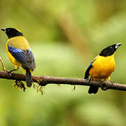 Black-chinned Mountain Tanager