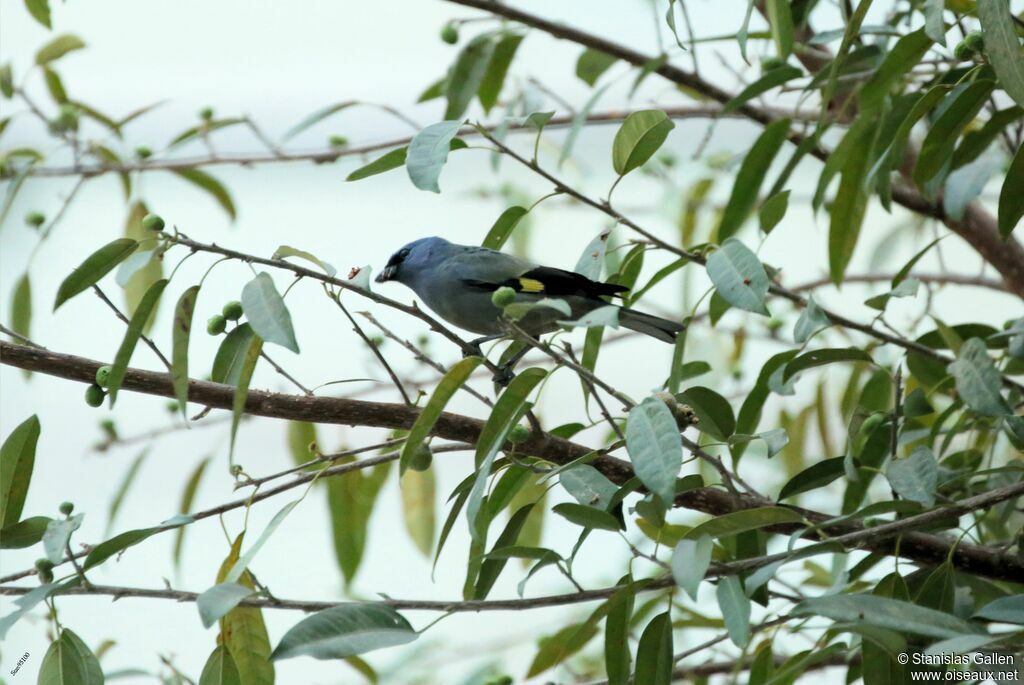 Yellow-winged Tanageradult breeding