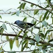 Yellow-winged Tanager