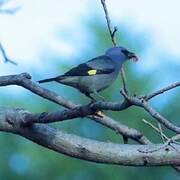 Yellow-winged Tanager