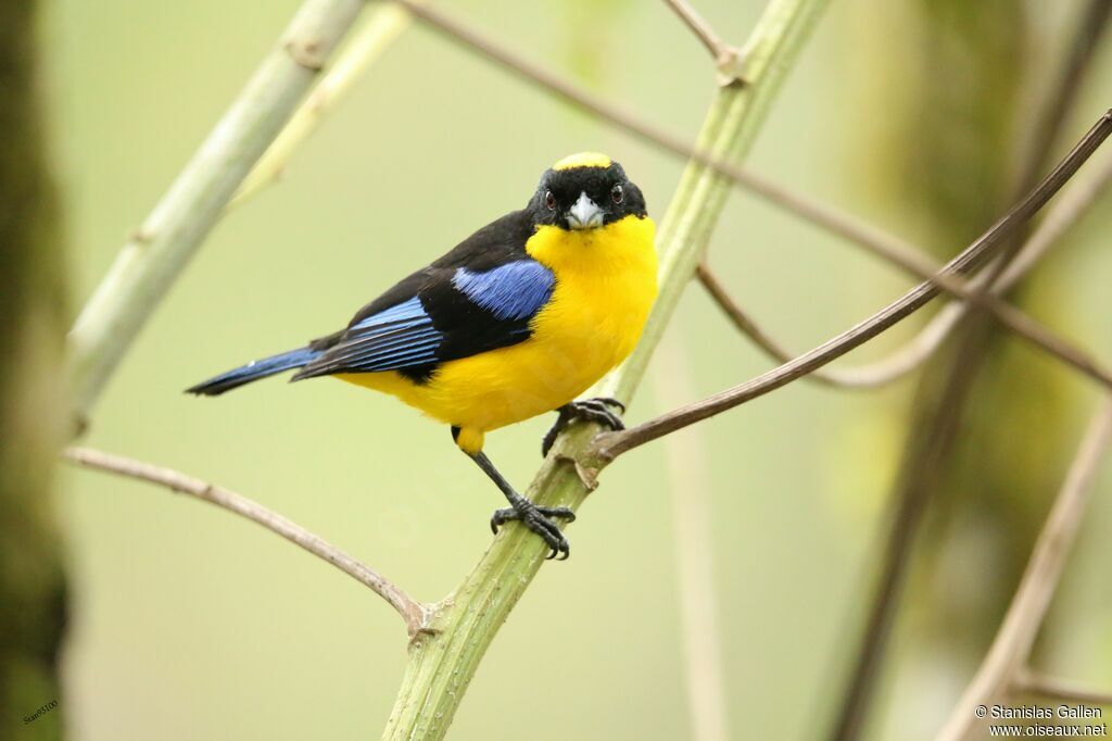 Tangara à nuque jaune mâle adulte nuptial