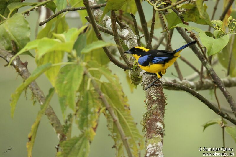Blue-winged Mountain Tanager male adult breeding