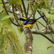 Blue-winged Mountain Tanager