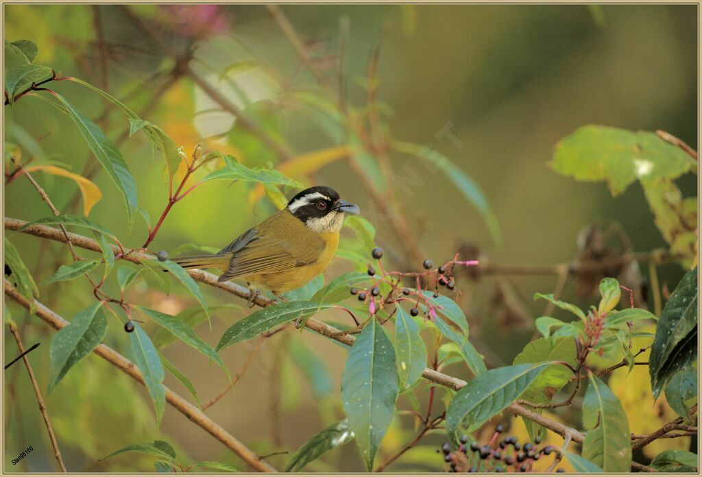 Sooty-capped Bush Tanager male adult, eats