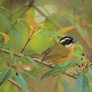 Sooty-capped Bush Tanager