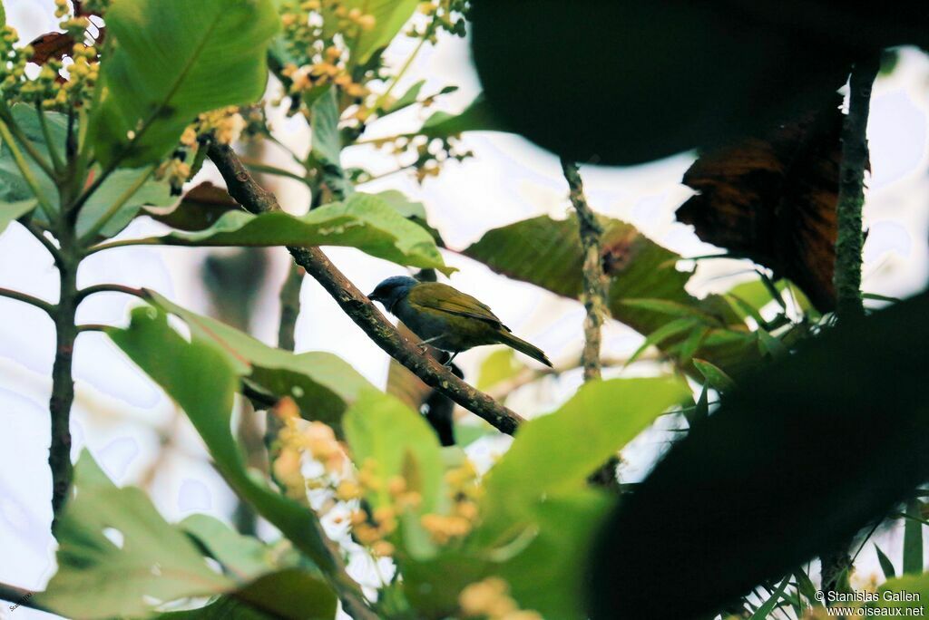 Blue-capped Tanager male adult