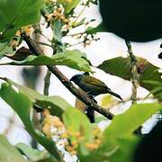 Blue-capped Tanager