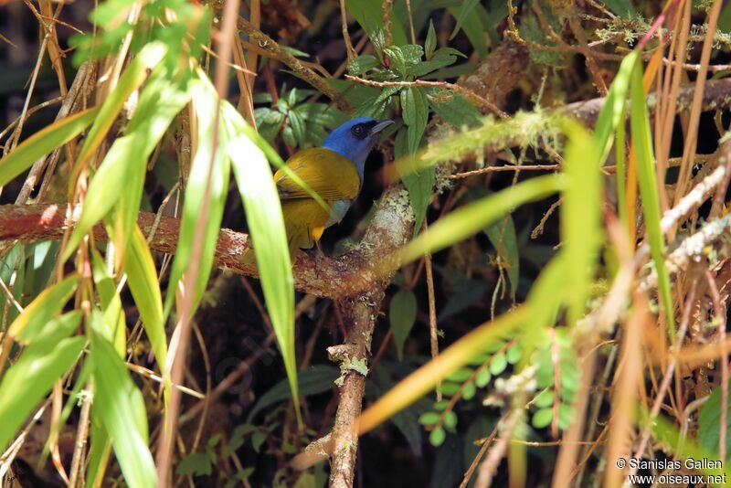 Tangara à tête bleue mâle adulte nuptial