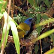 Blue-capped Tanager