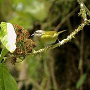 Grey-headed Tanager