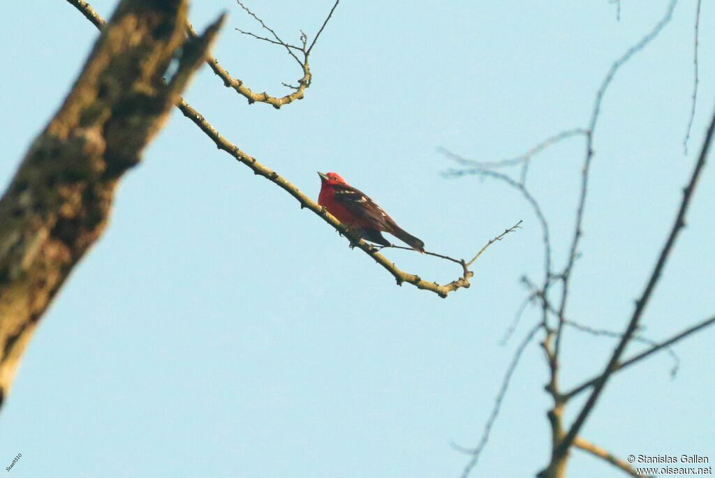 White-winged Tanager male adult breeding