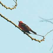 White-winged Tanager