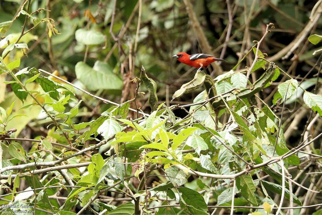 White-winged Tanager male adult breeding