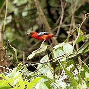 White-winged Tanager