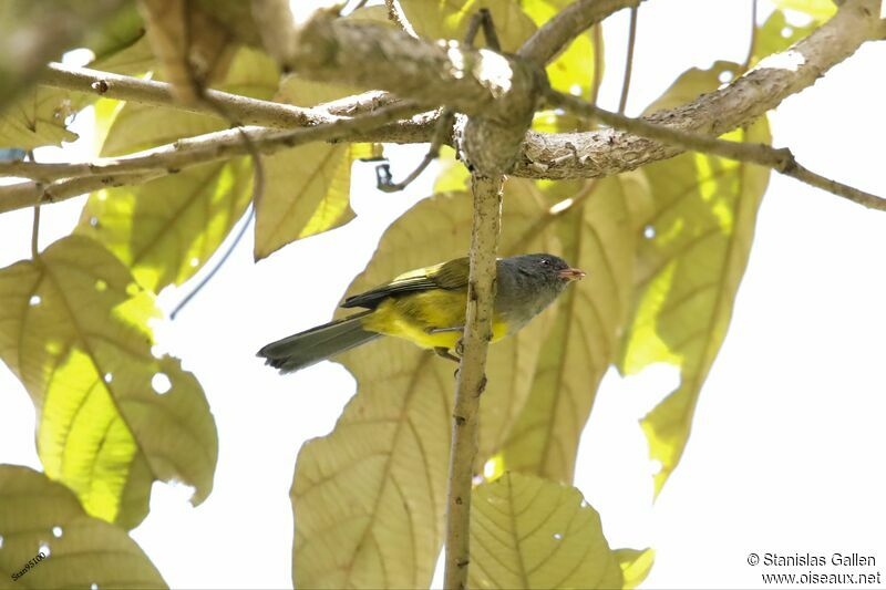 Grey-hooded Bush Tanager male adult breeding