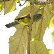 Grey-hooded Bush Tanager