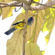 Grey-hooded Bush Tanager