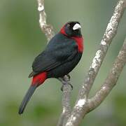 Crimson-collared Tanager