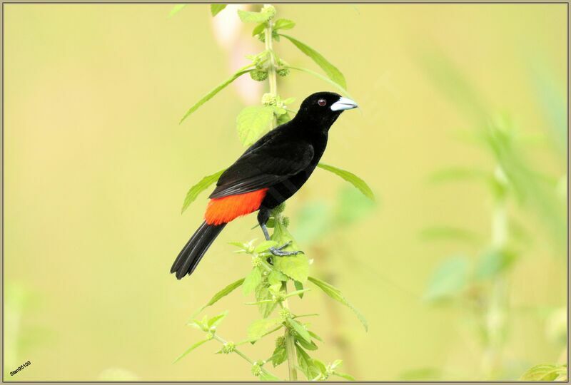 Scarlet-rumped Tanager (costaricensis) male adult breeding