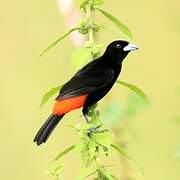 Scarlet-rumped Tanager (costaricensis)