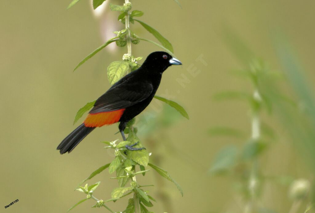 Scarlet-rumped Tanager (costaricensis) male adult breeding, close-up portrait