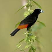 Scarlet-rumped Tanager (costaricensis)