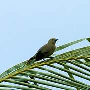 Palm Tanager