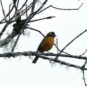 Santa Marta Mountain Tanager