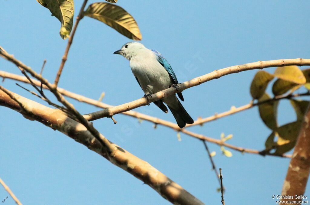 Blue-grey Tanageradult breeding