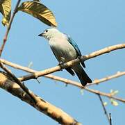 Blue-grey Tanager