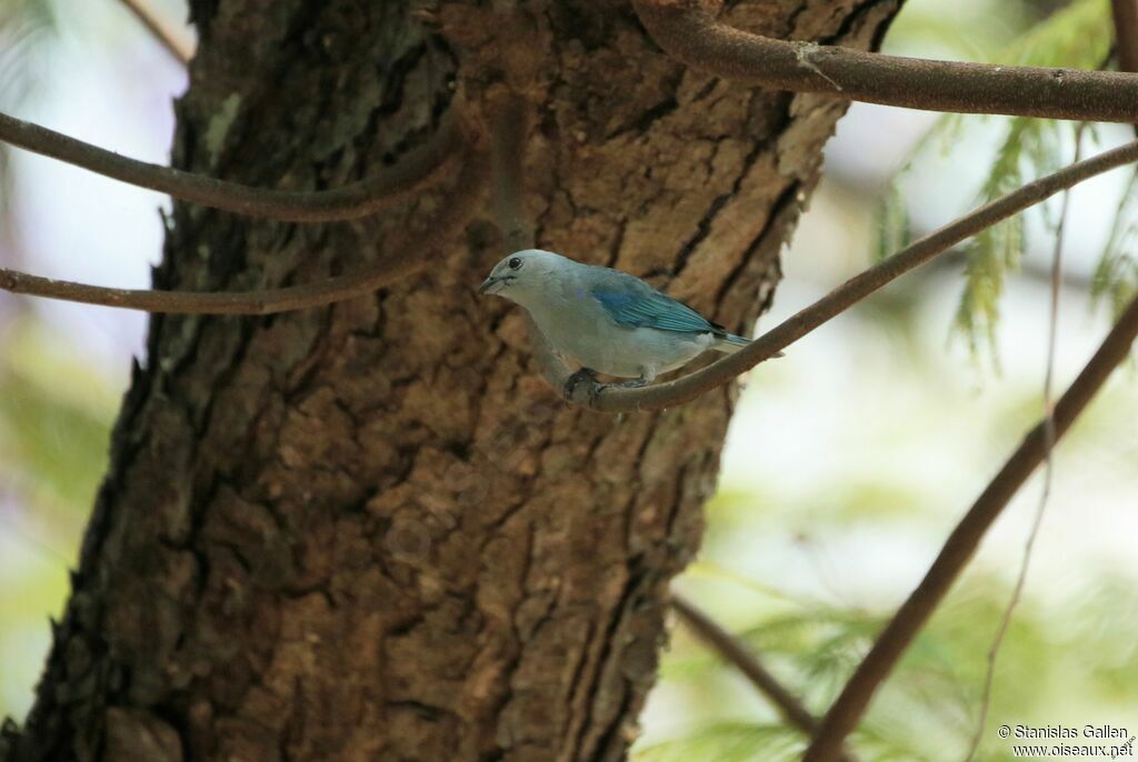 Blue-grey Tanageradult breeding