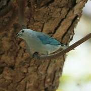 Blue-grey Tanager