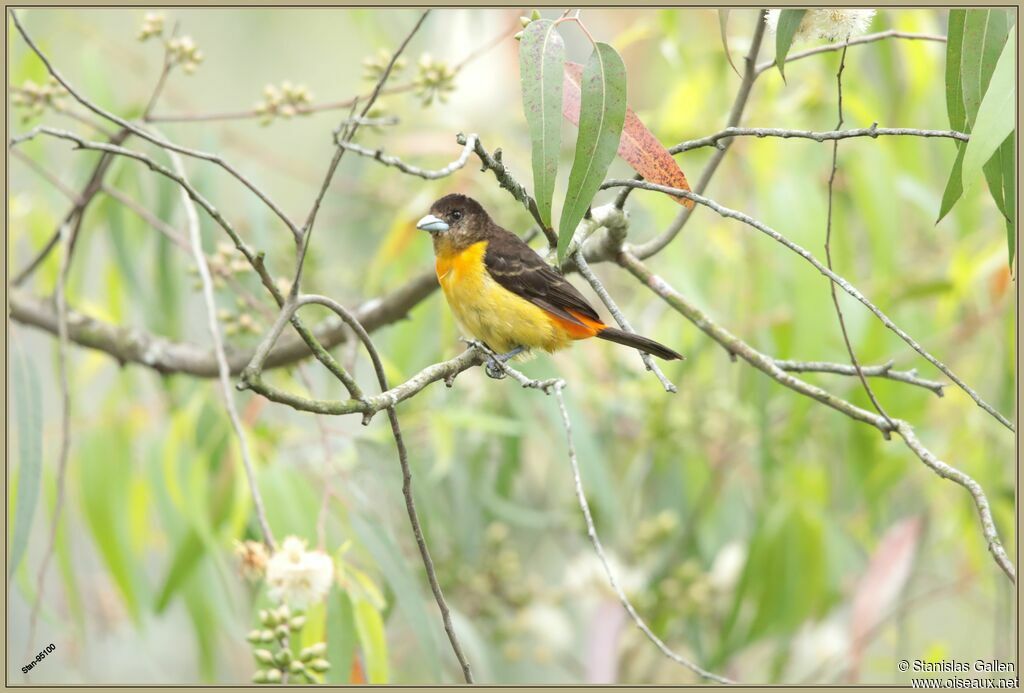 Flame-rumped Tanager female adult