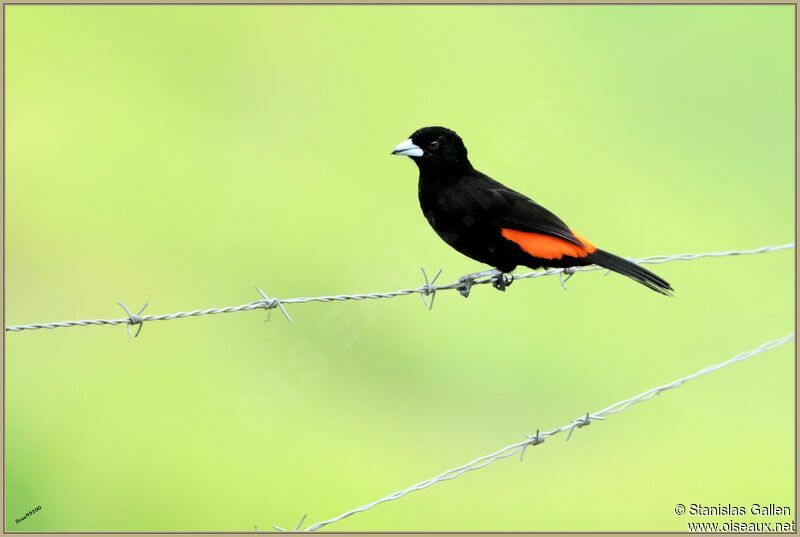 Flame-rumped Tanager male adult breeding