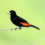 Flame-rumped Tanager