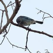 Glaucous Tanager