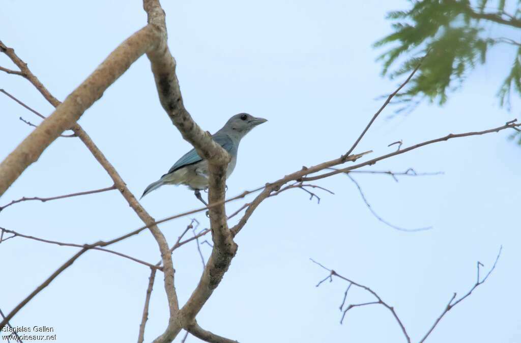 Glaucous Tanageradult, identification